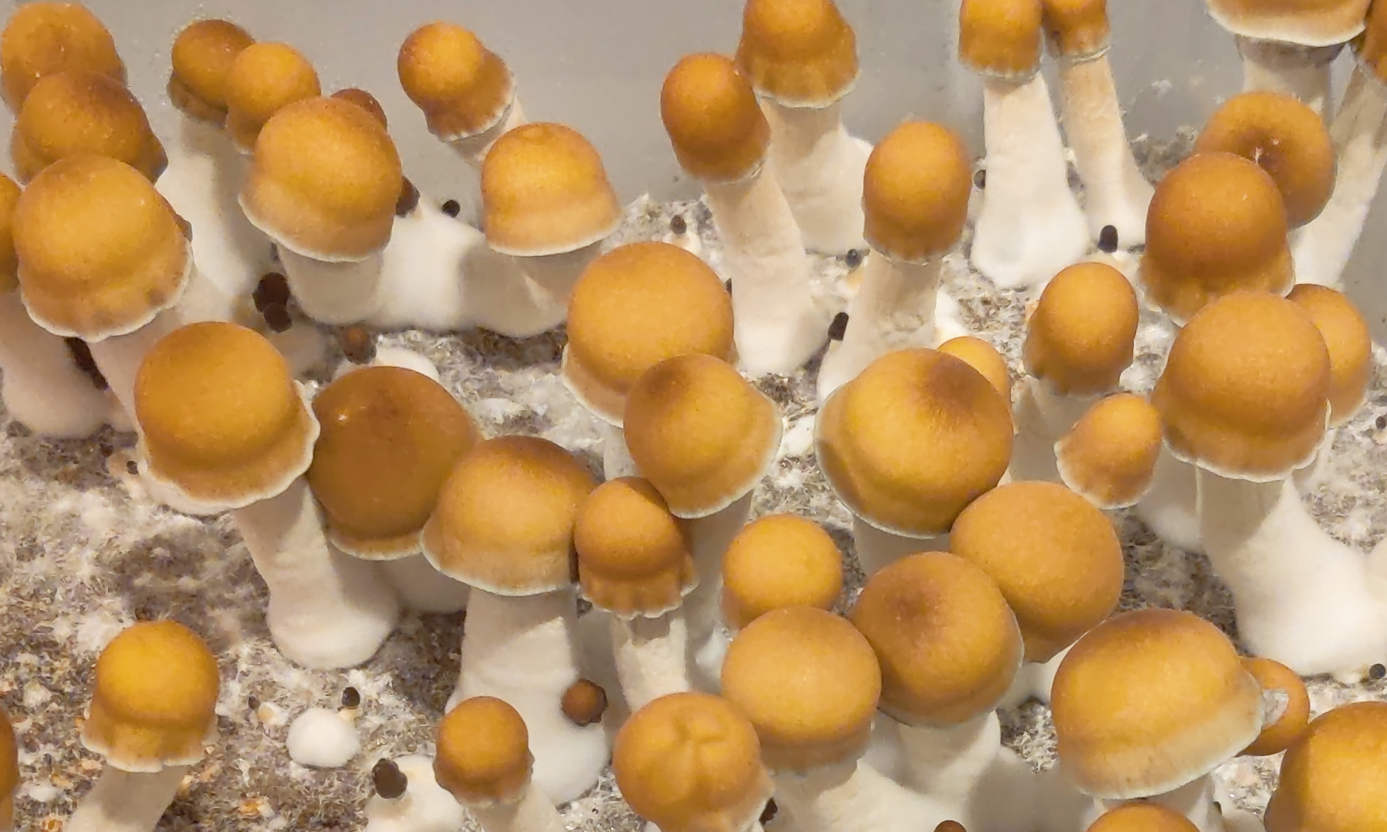 Psychedelics