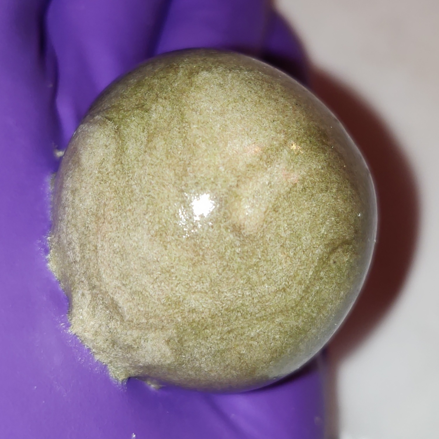 Macro view of mature cannabis resin