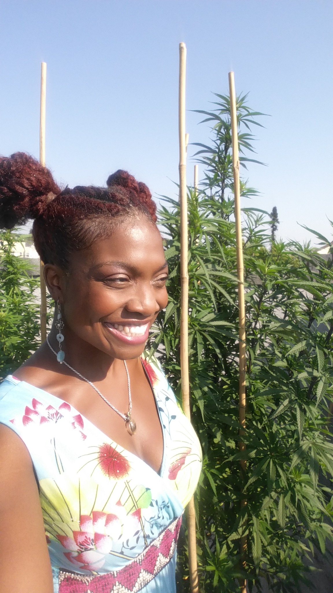 The Dank Duchess in cultivation