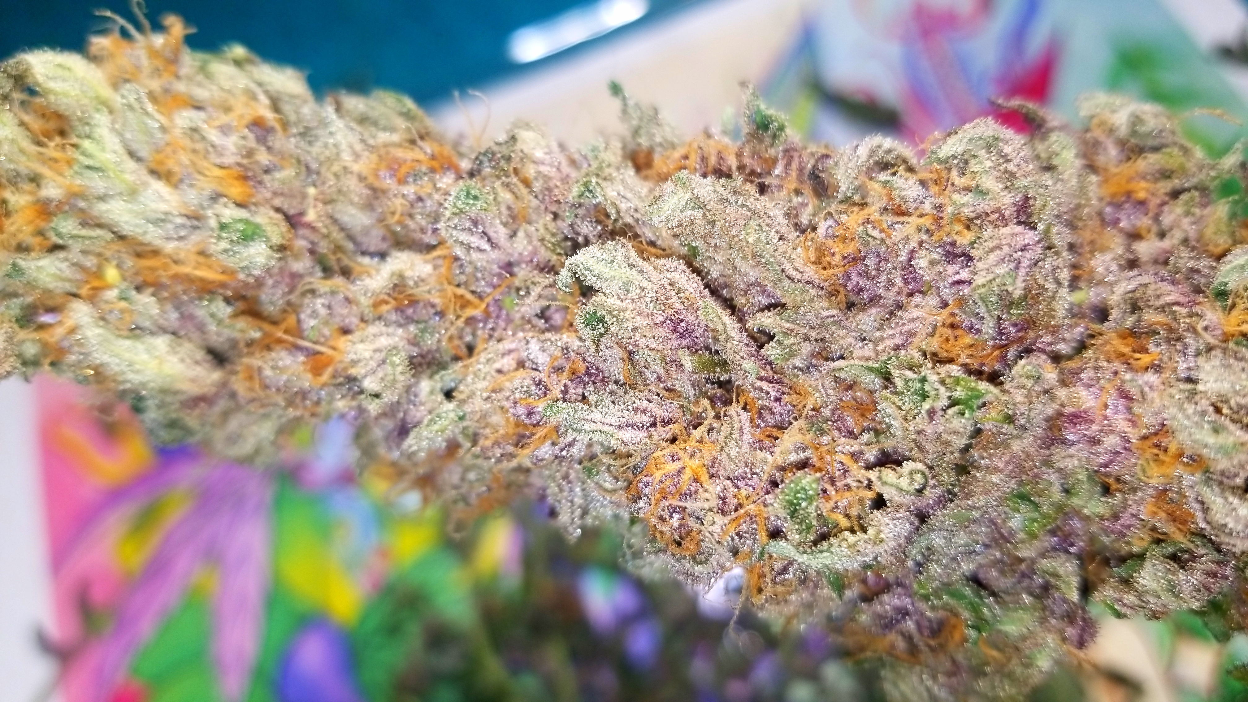 Original archive image for Super Colorful Weed